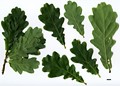 SpeciesSub: Fastigiata Group 'Totem' SpeciesSub: Fastigiata Group 'Totem'